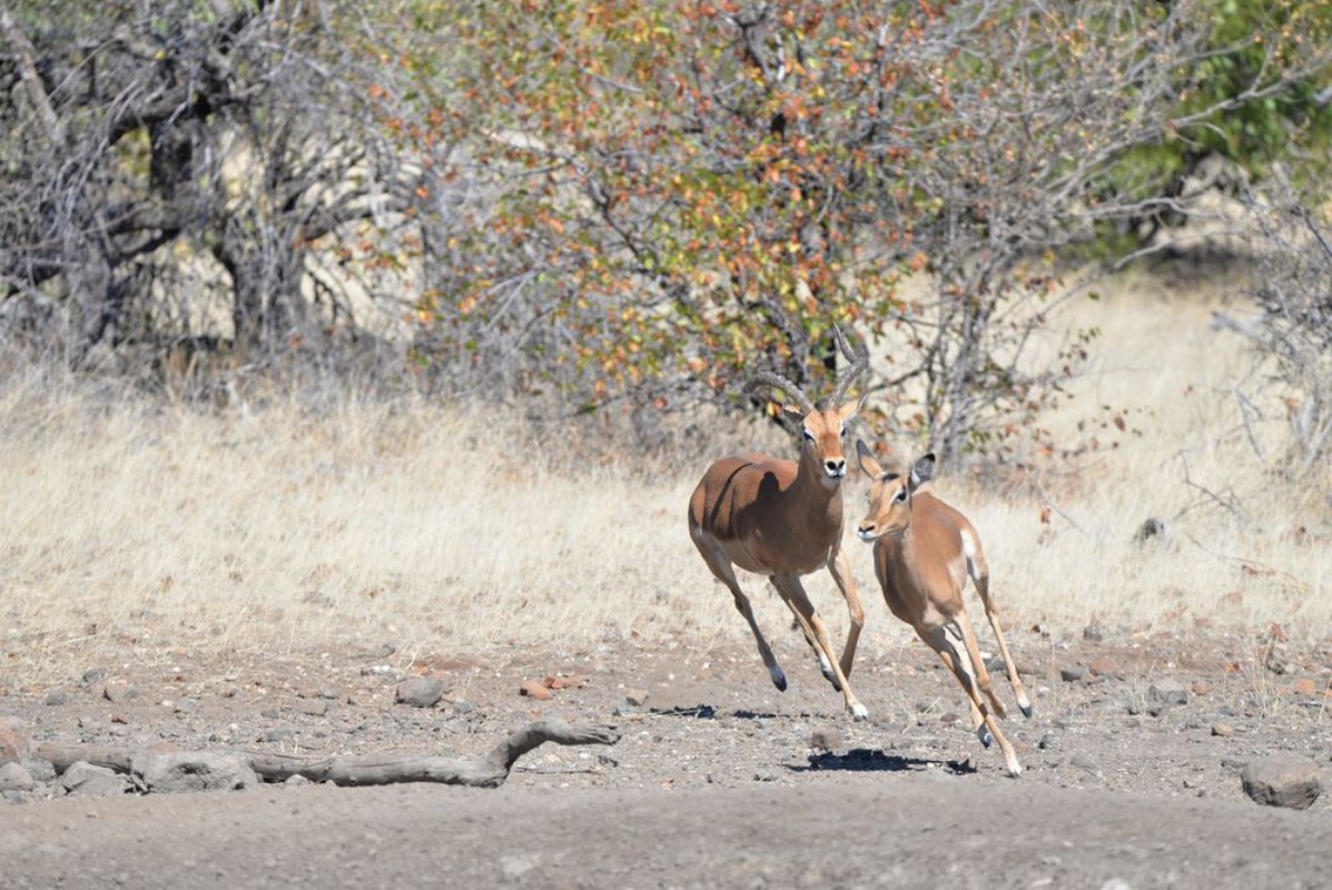 Afbeeldingen van Impala