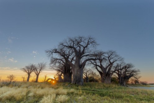 Afbeeldingen van Sunrise at Baines Baobabs