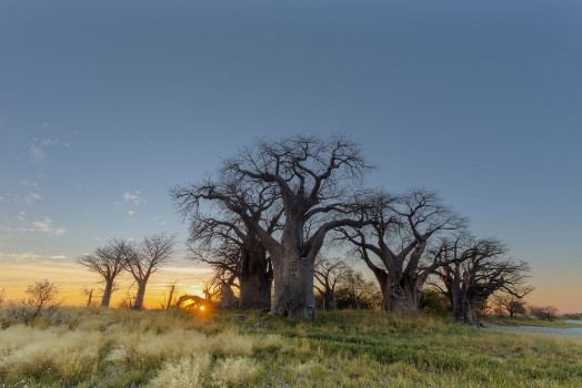 Picture of Sunrise at Baines Baobabs