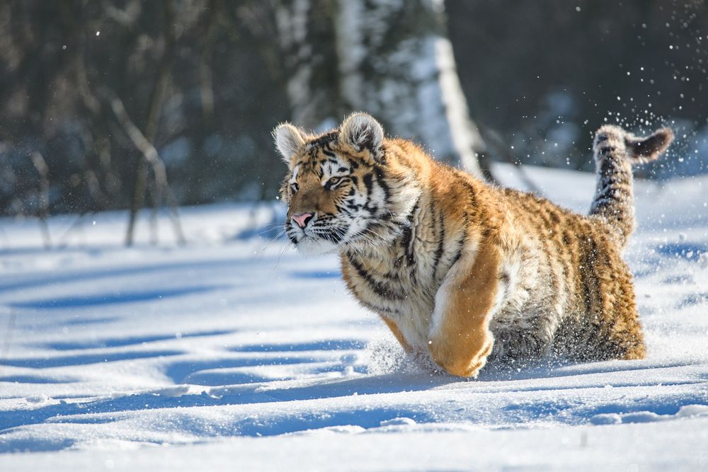 Siberian Tiger in the snow Panthera tigris altaica