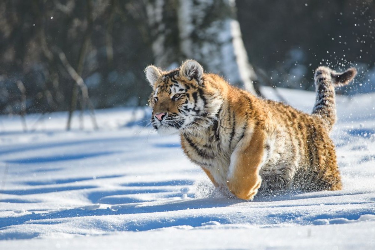 Afbeeldingen van Siberian Tiger in the snow Panthera tigris altaica