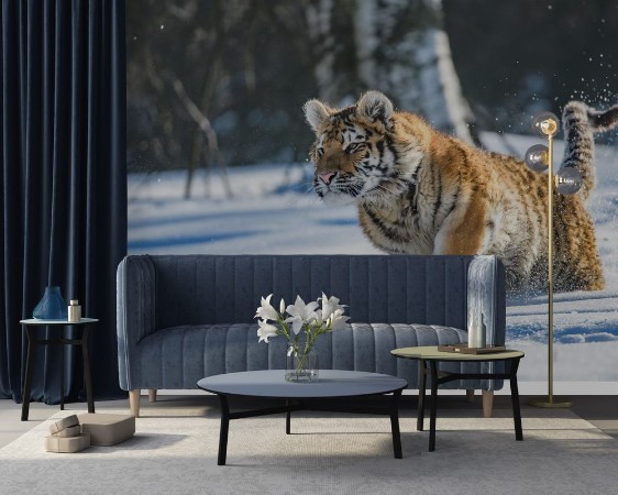 Image de Siberian Tiger in the snow Panthera tigris altaica