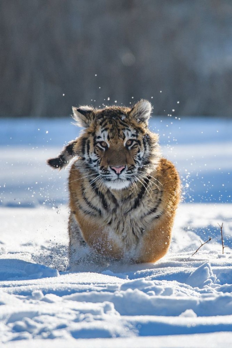Bild på Siberian Tiger in the snow Panthera tigris altaica