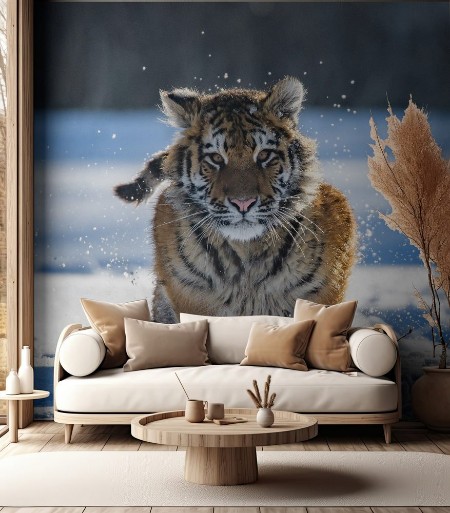 Picture of Siberian Tiger in the snow Panthera tigris altaica