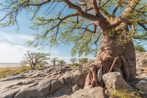 Afbeeldingen van Baobab tree in summer
