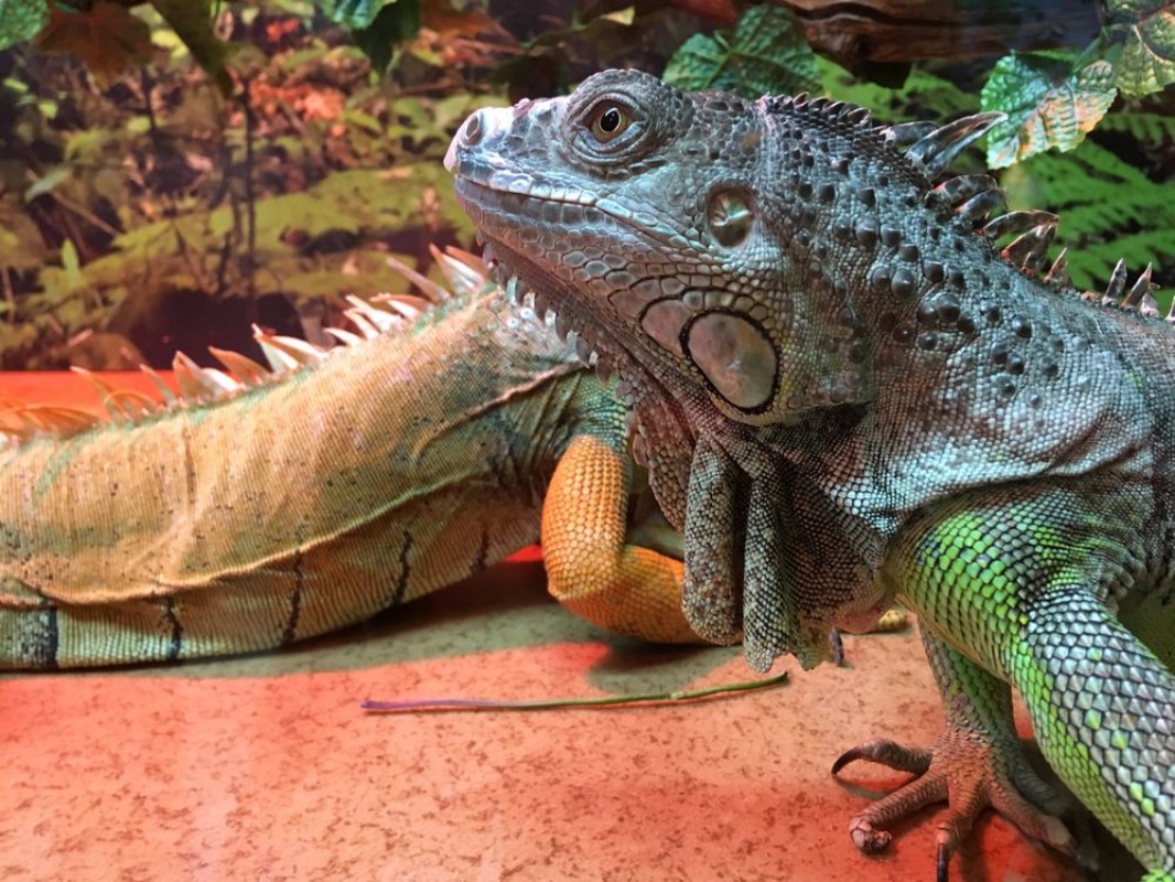 Picture of Chinese Water Dragons