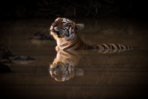 Afbeeldingen van Bengal tiger lifts head in water hole