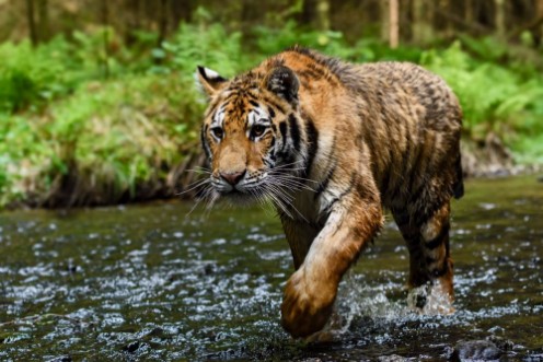 Afbeeldingen van Siberian Tiger tracing in the river