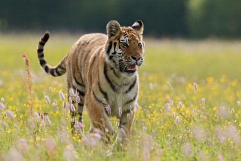 Picture of Siberian Tiger walking in the meadow