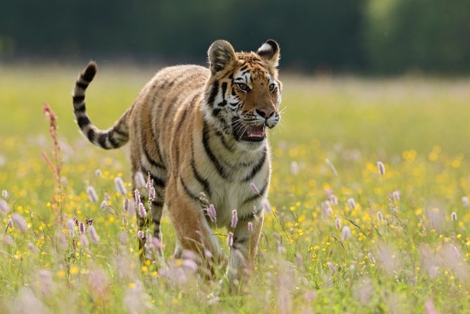 Image de Siberian Tiger walking in the meadow