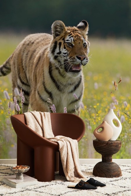 Image de Siberian Tiger walking in the meadow