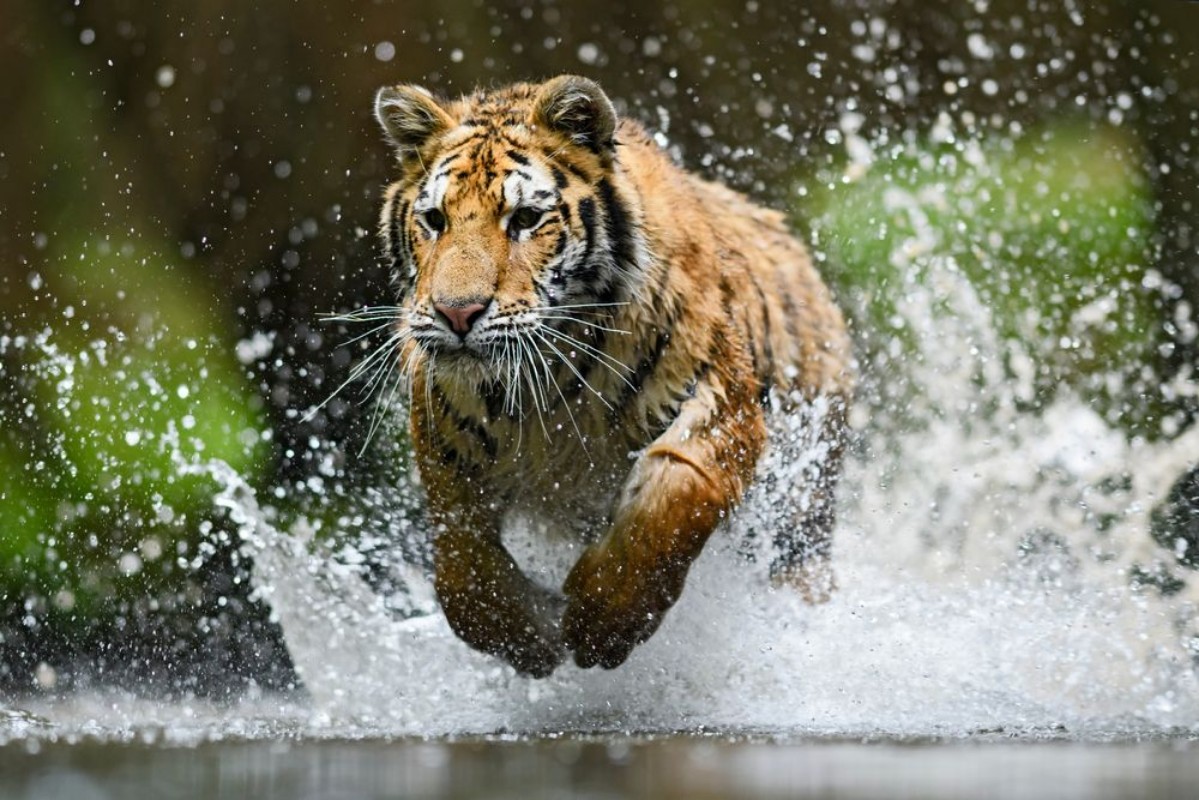 Afbeeldingen van Siberian Tiger hunting in the water