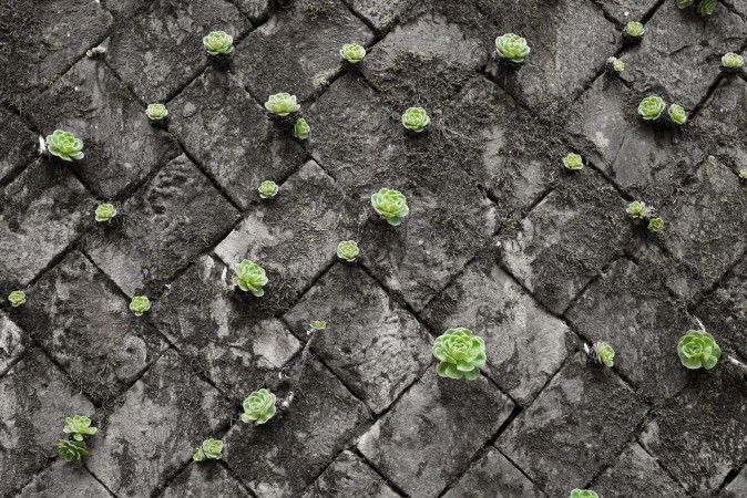 Bild på Bright green succulents on black and white grey wall made by stone block growing from cracks and spaces on the wall Green wall for green life 