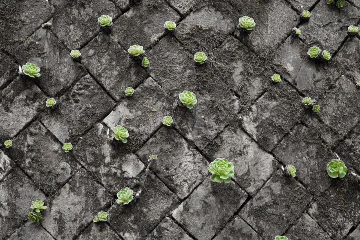 Picture of Bright green succulents on black and white grey wall made by stone block growing from cracks and spaces on the wall Green wall for green life 