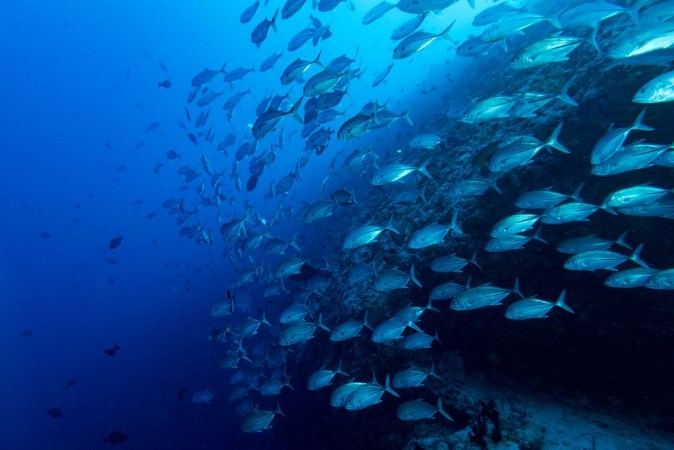 Bild på Giant trevally tuna caranx fish isolated on blue diving maldives