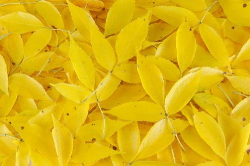 Afbeeldingen van Yellow fallen leaves background