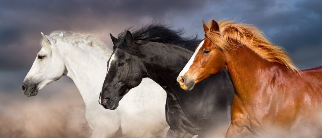 Image de Horse herd portrait run fast against dark sky in dust