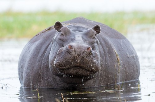 Afbeeldingen van Female Hippo Chobe River Botswana