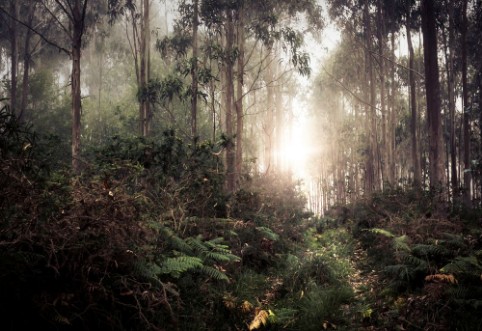 Picture of Eukalyptuswald bei Sonnenaufgang in Asturien Spanien