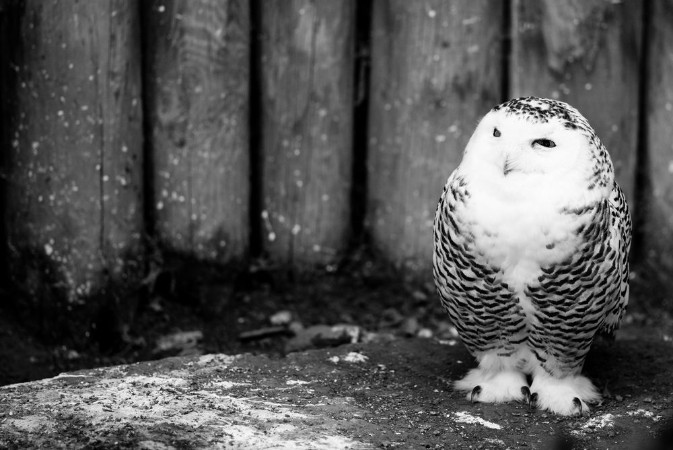 Picture of Snow owl - black and white animals portraits