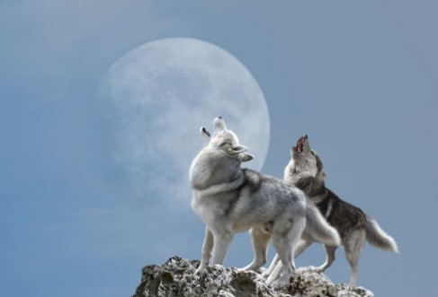 Image de A pair of wolves singing their melancholy song for the moon