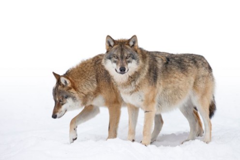 Afbeeldingen van Two Grey wolves