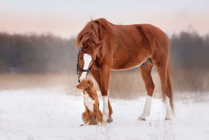 Afbeeldingen van Dog and horse outdoors in winter