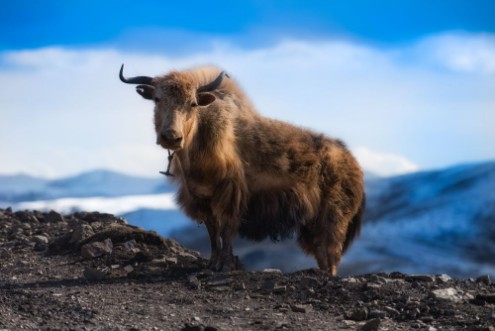 Picture of Yak on the mountain
