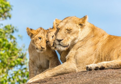 Afbeeldingen van Lioness and lion cubs