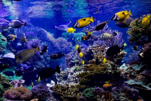 Afbeeldingen van Aquarium reef