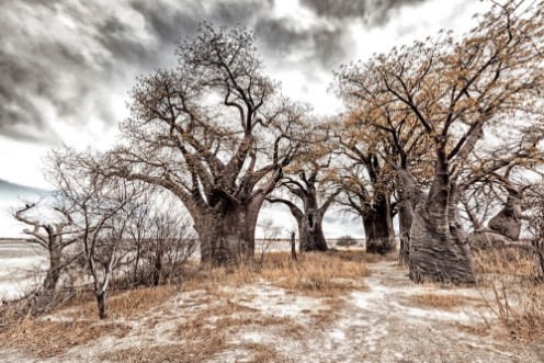 Afbeeldingen van Baines Baobabs