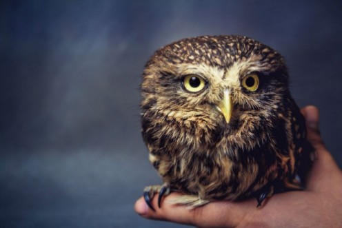 Bild på Portrait of a tamed owl on the arm