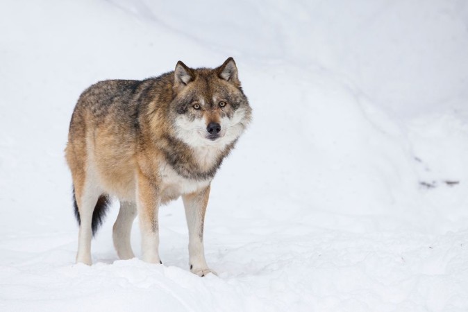 Afbeeldingen van Gray wolf in winter