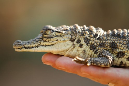 Bild på Baby croc