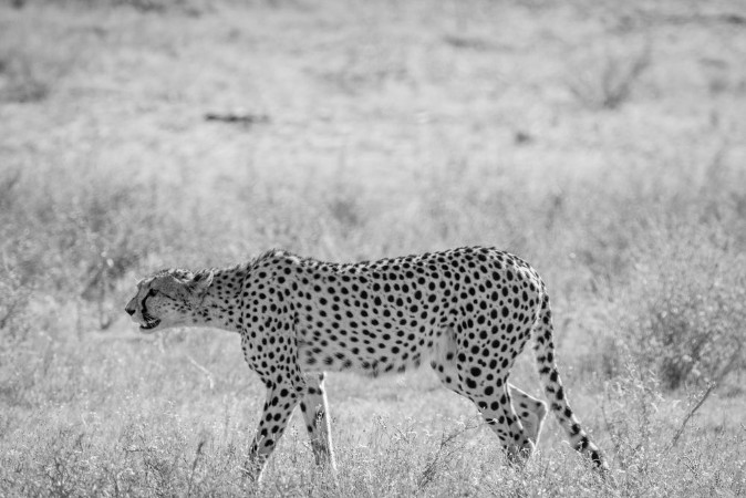 Picture of Cheetah walking in the grass in Kalagadi