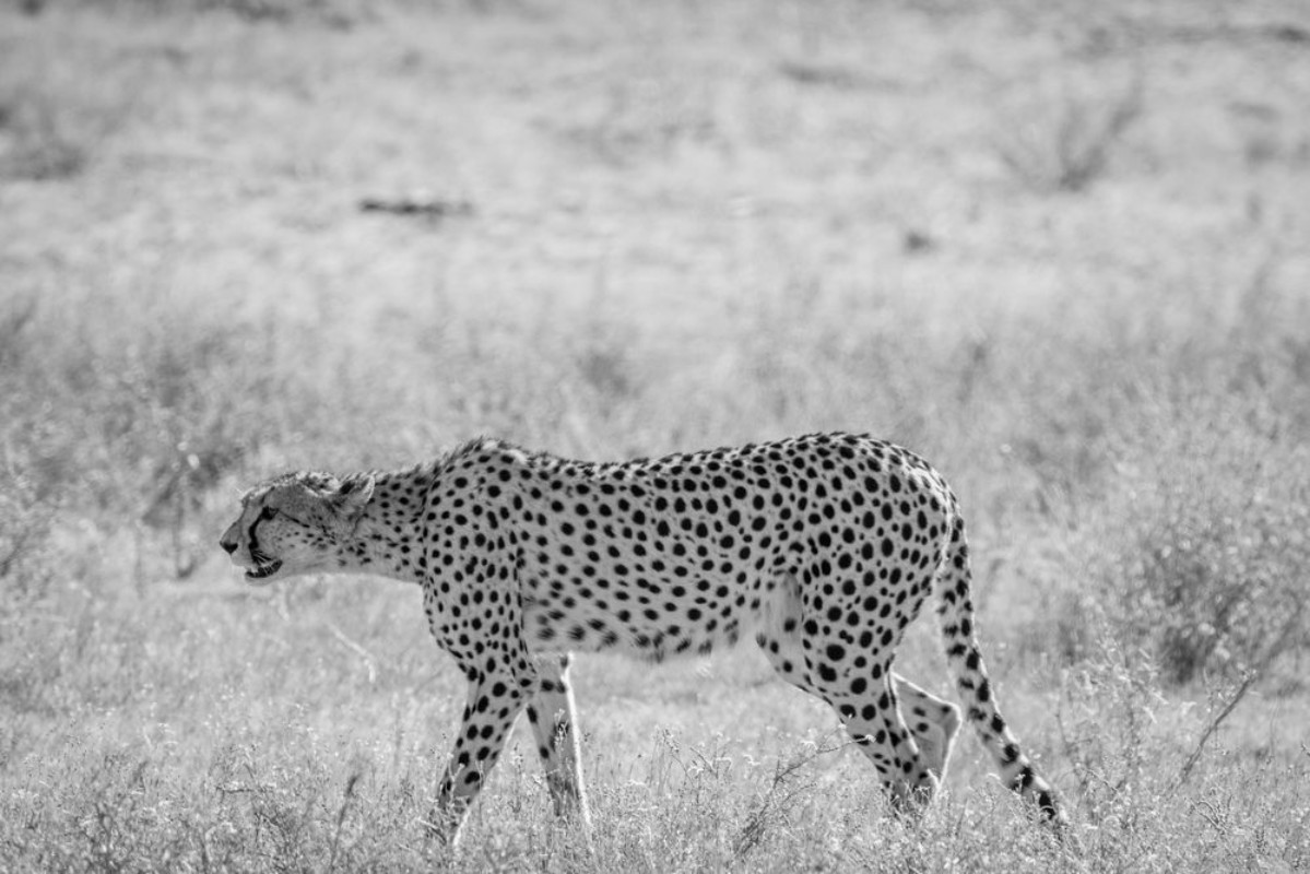 Bild på Cheetah walking in the grass in Kalagadi