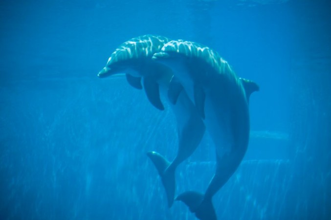 Afbeeldingen van Beautiful dolhin in the water