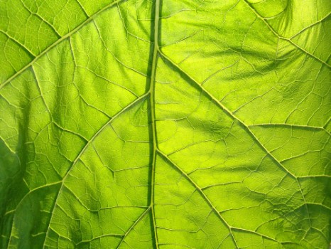 Bild på Green background nature flora leaf plant foliage summer texture natural spring closeup fresh detail garden abstract growth macro light environment ecology color tree eco freshn