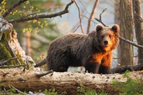Bild på Slovenian bear