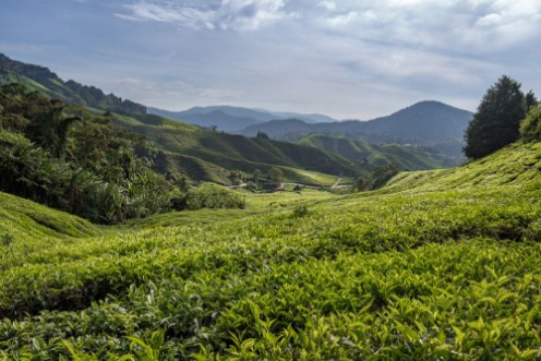 Afbeeldingen van Teeplantage in den Cameron Highlands