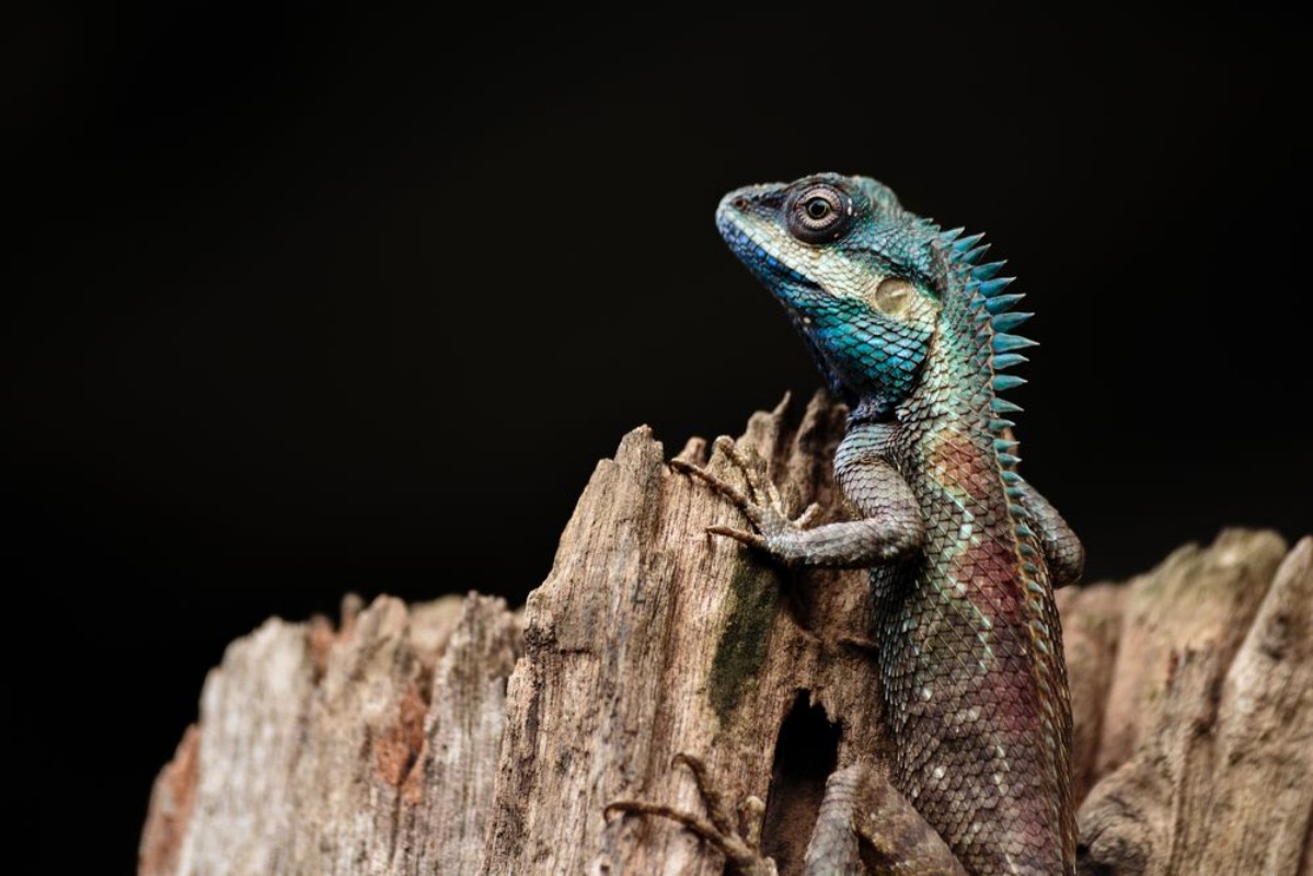 Afbeeldingen van A close up shot of a blue lizard lacerta viridis