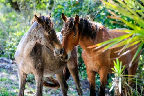 Afbeeldingen van Wild horses roam the lush pastures on Cumberland Island GA