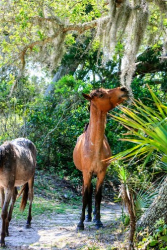 Afbeeldingen van Wild horses graze the lush pastures on Cumberland Island GA