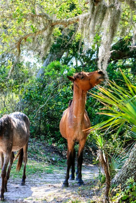 Picture of Wild horses graze the lush pastures on Cumberland Island GA