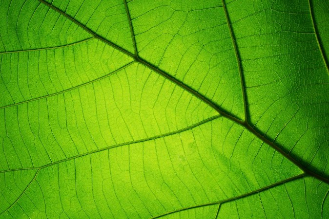 Picture of Leaf texture pattern for spring background