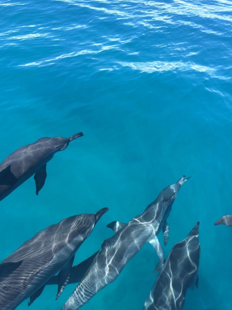 Afbeeldingen van Dolphin