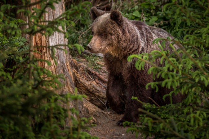Picture of Brown bear Ursus arctos 