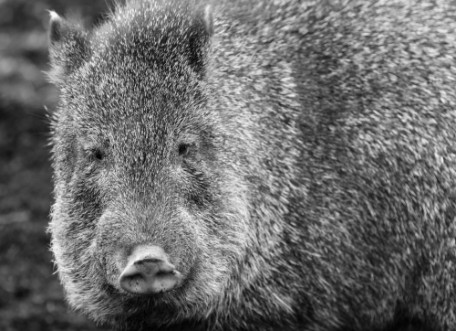Picture of Collared peccary