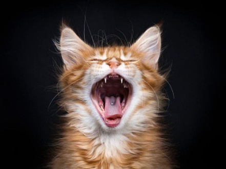 Image de Head shot of yawning red tabby Maine Coon kitten Orchidvalley isolated on black background