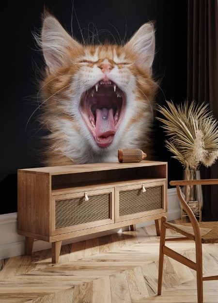 Picture of Head shot of yawning red tabby Maine Coon kitten Orchidvalley isolated on black background